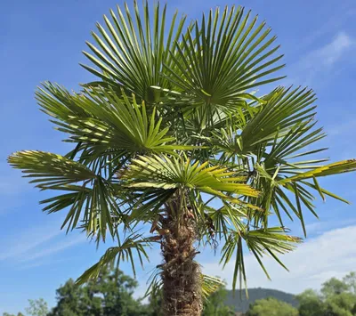 Produktbild von Palme Trachycarpus Fortunei, Chinesische Hanfpalme, Winterhärte bis –19 °C, 120cm Stamm, Höhe ca.: 250cm - 270cm