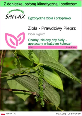 Zdjęcie produktu dla SAFLAX - Garden to go - Zioła - Prawdziwy Pieprz - 20 Nasiona - Z doniczką, pokrywą klimatyczną i podłożem do uprawy - Piper nigrum