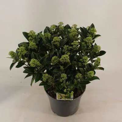 Zdjęcie produktu dla Skimmia jap. 'White Globe'® - Skimmia japońska 40- + cm - Pojemnik
