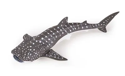 A toy whale shark on a white background.