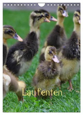 Produktbild von Laufenten (Wandkalender 2027 DIN A4 hoch), CALVENDO Monatskalender