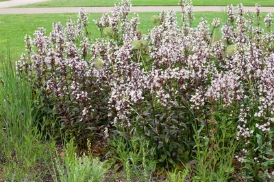 Produktbild von Penstemon digitalis 'Husker's Red', Bartfaden, weiß, ca. 11x11 cm Topf