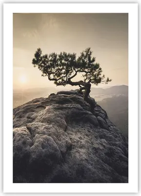 Produktbild von Poster - Poster ohne Rahmen - Alt Kiefer Berge - 50x70 cm - Wand Bild - Wanddeko - Wandbilder - Kunstposter - Wandposter - Bilder - Kunstdruck - Wanddekoration - Wandbild - P2XPA50x70-4334