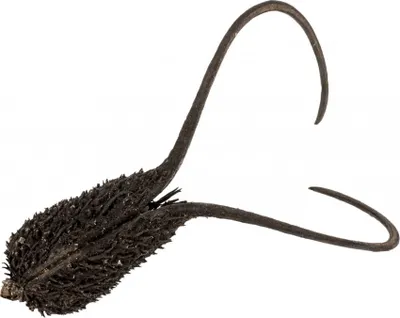 Produktbild von Proboscidea Natur, Länge ca. 15cm | Proboscidea louisianica