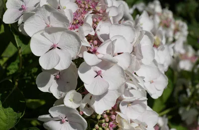 Produktbild von hansepuzzle 22712 - Frühlings-Blüte Puzzle, 500 Teile, Natur, 46,0 x 30,0cm mit hochwertiger Aufbewahrung, Kartonbox & Beutel