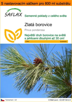 Obrázek produktu pro SAFLAX Garden in the bag - zlatá borovice - Pinus ponderosa - 20 Semena - S pěstebním substrátem v praktickém samovztyčovacím sáčku