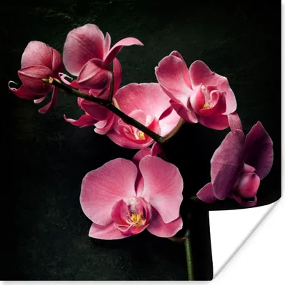 Produktbild von MuchoWow® Poster Pflanzen - Orchidee - Blumen - Rosa 100x100 cm - Babyzimmer