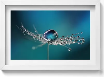 Produktbild von Ein Tautropfen auf einer Schmeißfliege– Wandbild mit Rahmen – Gerahmtes Bild  – Wanddekoration – 30x20 cm –  Weiß Rahmen