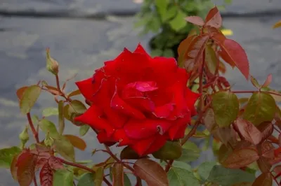 Produktbild von Edelrose Ingrid Bergman® - Rosa Ingrid Bergman® - Teehybride - dunkelrot - Duft+