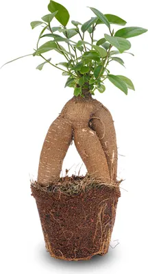 Produktbild von Ficus microcarpa Ginseng Bonsai – ↑20 cm