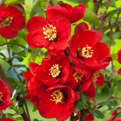 Productafbeelding van 2 x Zierquitte - Chaenomeles superba 'Nicoline' | 30-40 cm, in pot