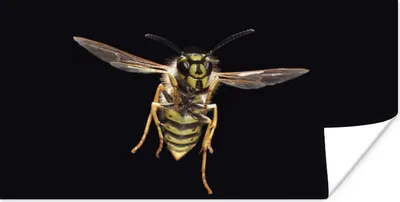 Produktbild von MuchoWow® Poster Wespe - Insekten - Porträt 40x20 cm - Poster für die Wand - Poster Schlafzimmer