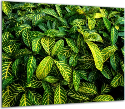 Produktbild von Herdabdeckplatten Glaskeramikkochfeld-Abdeckung Spritzschutz Glas 60x52cm Grün