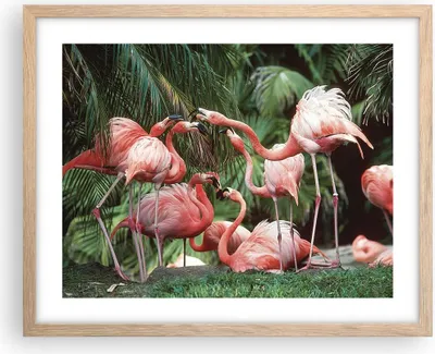 Produktbild von Gerahmtes Poster - Rahmen in heller Eiche - Palmen Herde Flamingos - 50x40 cm - Wand Bild - Wanddeko - Wandbilder - Kunstposter - Wandposter - Bilderrahmen - Bilder - Kunstdruck - P2NAA50x40-4804