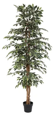 Produktbild von Künstlicher Ficus benjamina Variegata Birkenfeige 205cm im Topf extra großer
