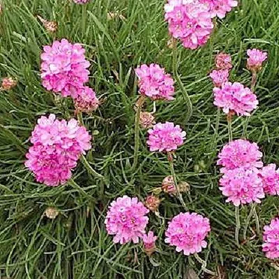 Produktbild von 6 x Grasnelke  - Armeria maritima 'Rosea'  | Topf 9cm x 9cm