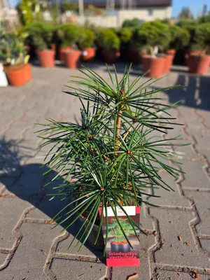 Zdjęcie produktu dla Sciadopitys verticillata - sośnica parasolowata C3