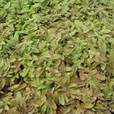 Obrázok produktu pre 6 x Pinnae - Leptinella potentillina | kvetináč 9cm x 9cm