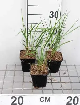 Produktbild von 6 x Calamagrostis acut. 'Karl Foerster' - Reitgras Karl Förster - Topf 9x9 cm