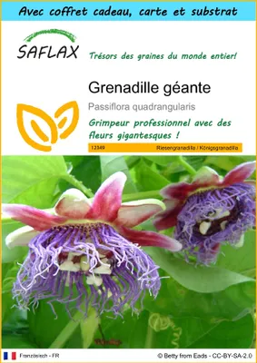 Image de SAFLAX Ensemble-cadeau - Grenadille géante - 12 graines - Passiflora