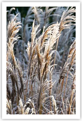 Produktbild von Poster - Poster ohne Rahmen - Stock Ähren Boho - 61x91,5 cm - Wand Bild - Wanddeko - Wandbilder - Kunstposter - Wandposter - Bilder - Kunstdruck - Wanddekoration - Wandbild - P2XPA61x91-4523