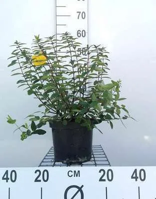 Obrázok produktu pre Hypericum dummeri 'Peter dummer' - Ľubovník bodkovaný 30- 40 cm Kontajner