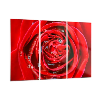 Produktbild von Bilder auf glas - Rose Blume Blütenblätter Tau - 105x70cm - Glasbilder - Wandbilder - Kunstdruck - zum Aufhängen bereit - Wanddekoration aus Glas - Glas Bilder - Wandbild auf Glas - GCE105x70-1518