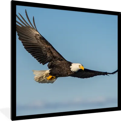 Produktbild von MuchoWow® Gerahmtes Poster Vogel - Adler - Raubvögel 40x40 cm - Poster mit Schwarzem Bilderrahmen Wandposter Rahmen Foto Bilder - Mit Rahmen - Wanddekoration Schlafzimmer