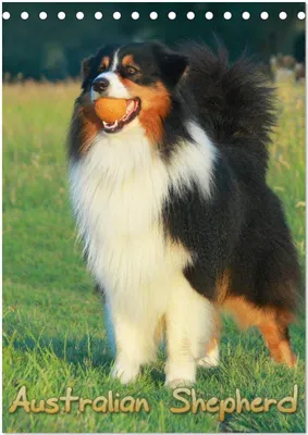 Produktbild von Australian Shepherd (Tischkalender 2026 DIN A5 hoch), CALVENDO Monatskalender