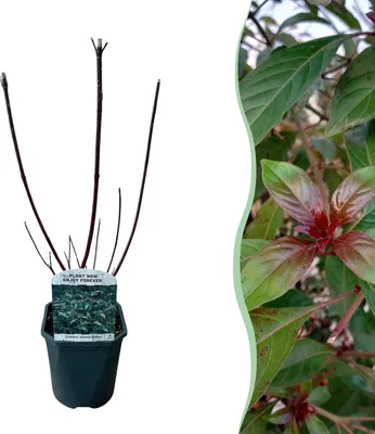 Obrázek produktu pro Cornus alba 'Kesselringii' - svída bílá, okrasný ker, 17cm, výška 45cm zahradní