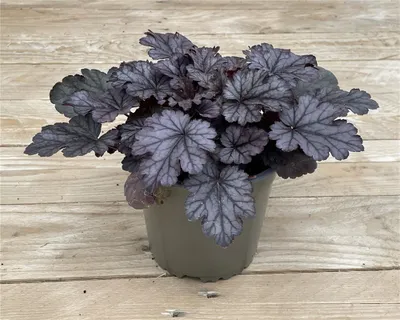 Produktbild von Heuchera 'Milan' - Purpurglöckchen 'Milan', im Topf 12 cm - 12 cm