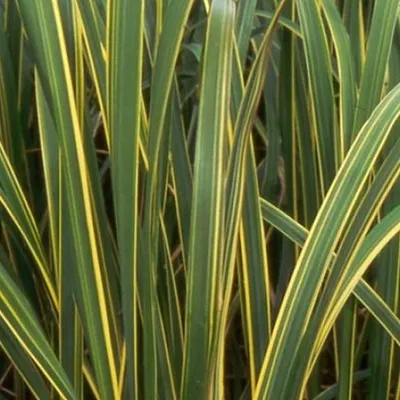 Image de 6 plants de graminées dorées - Spartina pectinata 'Aureomarginata' - Pot de 9 cm x 9 cm