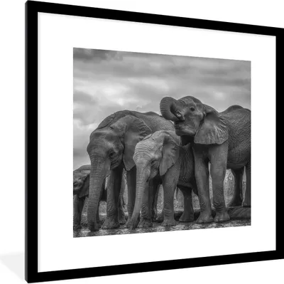 Produktbild von MuchoWow® Gerahmtes Poster Wasser trinkende Elefanten in Schwarz-Weiß 40x40 cm - Poster mit Schwarzem Bilderrahmen Wandposter Rahmen Foto Bilder - Poster - Plakat im Rahmen