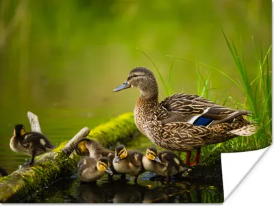 Produktbild von MuchoWow® Poster Ente - Vögel - Wasser - Zweig - Moos 160x120 cm - Foto Plakat