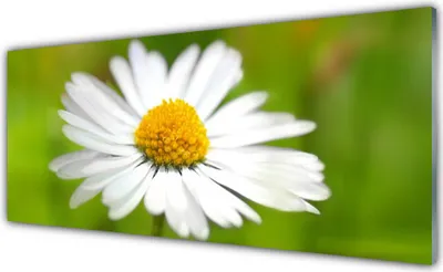 Produktbild von Glasbilder 125x50 Wandbild Druck auf Glas Gänseblümchen Pflanzen