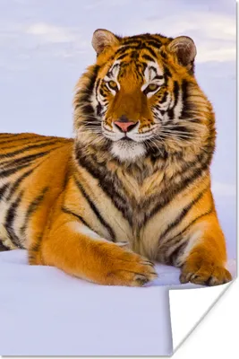 Produktbild von MuchoWow® Poster Tiger - Schnee - Winter - Tiere 120x180 cm - Kunstposter