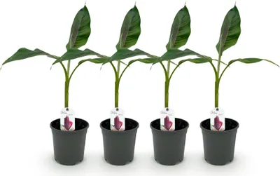 Image de Green boutiQ - Plante fruitière - Bananiers - Musa sikkemensis Red Tiger - Résistante au froid - 4 plants - Pot de 17 cm - Hauteur 40 cm