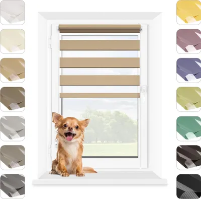 A chihuahua sits in front of a window with a beige and white striped roller blind.