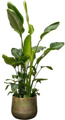 Obrázek produktu pro Strelitzia Nicolai – pokojová rostlina, 250 cm, průměr 40 cm, bílá strelitzie