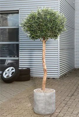 Produktbild von 1x Kunstpflanze Olivenkugelbaum, 150cm Deko, Blume