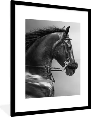 Produktbild von MuchoWow® Gerahmtes Poster Pferde - Schwarz - Porträt - Tiere 60x80 cm - Poster mit Schwarzem Bilderrahmen Wandposter Rahmen Foto Bilder - Wohnzimmer - Dekorationen - Prämie