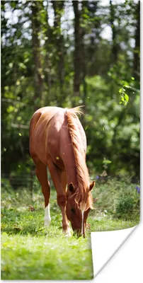 Produktbild von MuchoWow® Poster Pferd - Blumen - Licht 20x40 cm - Plakat - Foto