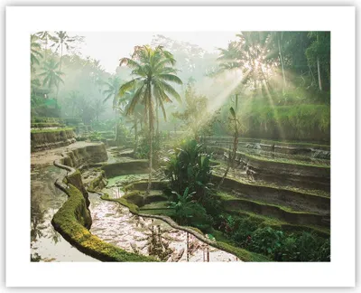 Produktbild von Poster - Poster ohne Rahmen - Terrassen Reis Palmen - 50x40 cm - Wand Bild - Wanddeko - Wandbilder - Kunstposter - Wandposter - Bilder - Kunstdruck - Wanddekoration - Wandbild - P2XAA50x40-4665