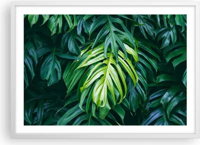 Produktbild von Gerahmtes Poster - Weißer Rahmen - Blume Natur - 70x50 cm - Wand Bild - Wanddeko - Wandbilder - Kunstposter - Wandposter - Bilderrahmen - Bilder - Kunstdruck - Wandbild - P2WAA70x50-3951