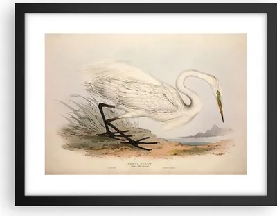 Produktbild von Gerahmtes Poster - Schwarzer Rahmen - Vogel Weiß Reiher - 40x30 cm - Wand Bild - Wanddeko - Wandbilder - Kunstposter - Wandposter - Bilderrahmen - Bilder - Kunstdruck - P2BAA40x30-4979