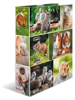 Produktbild von HERMA Motivordner "Tierwelten" DIN A4 Nagetiere