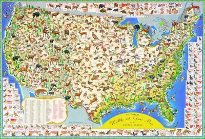 Immagine prodotto di New York Puzzle Company - Puzzle con animali "Wildlife Map" - 2000 pezzi, cartone