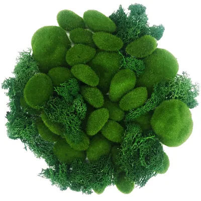 Produktbild von Grüne Moosbälle, 30 Stück, 3 Größen, grünes Moos, 30 g, grünes Moos, geeignet für Miniaturgärten, Terrarien, Blumen oder andere kreative Projekte.
