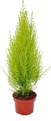 Produktbild von Exotenherz Zimmerzypresse Cupressus macrocarpa Wilma  1 Pflanze pflegeleicht luftreinigend 12cm Topf