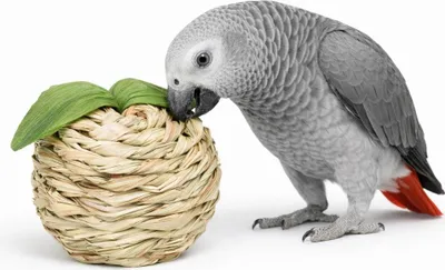 Zdjęcie produktu dla Wiklinowa Pomarańcza - naturalna zabawka do łapki dla dużych i średnich papug